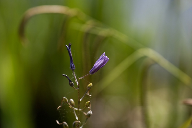 Jardin des Impressionnistes-MAI14-097
